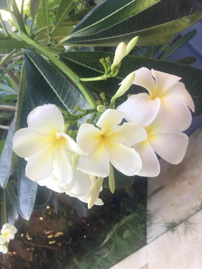 Lemon House Samui Hotel Bãi biển Bãi biển Mae Nam Ngoại thất bức ảnh